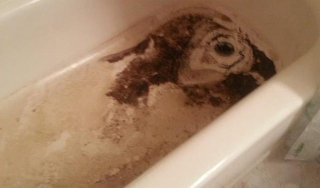 sewage-backup-bath